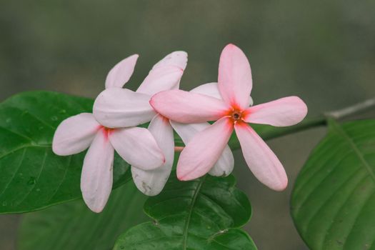 Pink gardenia is easy to grow and care for. A sun-loving plant