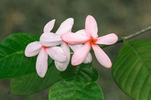 Pink gardenia is easy to grow and care for. A sun-loving plant