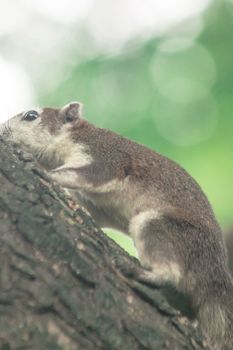 Finlayson's squirrel climbs in trees, Finlayson’s squirrel hides in tall trees