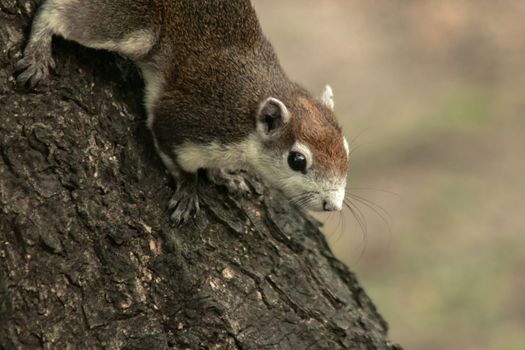 Finlayson's squirrel climbs in trees