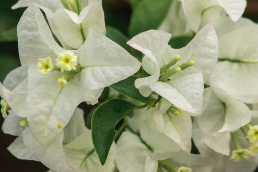 Bouquet of Bougainvillea, white, in full bloom