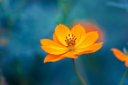 Cosmos/ Mexican Aster, yellow blooming,