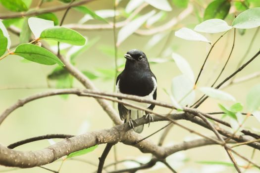 Oriental magpie robin on a branch
