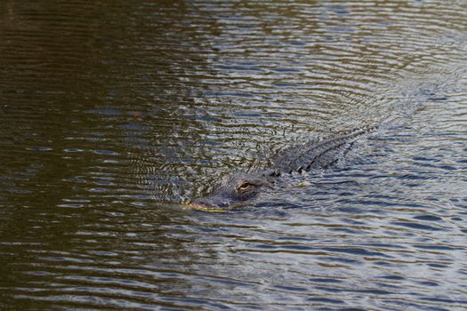An American alligator swimming in a lake