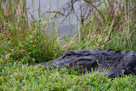 Close-up of an American alligator hiding in grass and sunning with eyes open