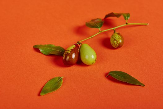 A branch with ripening jujube fruit or chinese dates on orange backhround copy space. Antioxidant healthy raw vegan food
