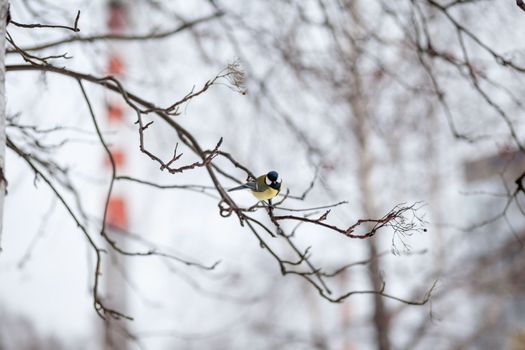A beautiful little blue bird sits on a branch in winter and flies for food. Other birds are also sitting on the branches.