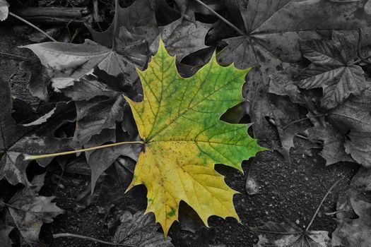A bright fallen maple leaf on the ground. The background of autumn.