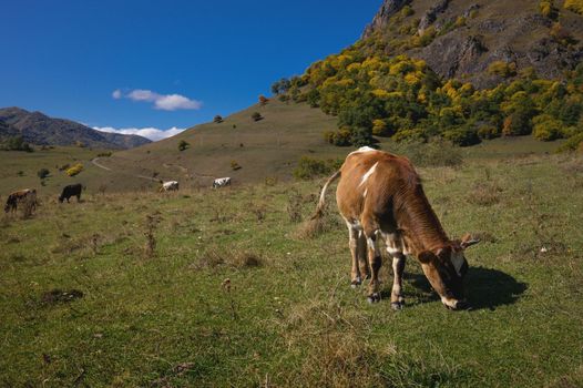 a cow in the mountains in autumn, eating grass in good weather, in the background a herd.