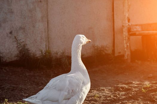 White Goose enjoying for walking in garden. Domestic goose. Goose farm. Home goose. Sun flare