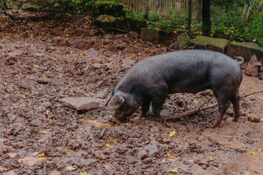 Pig In The Field, Organic Animal Husbandry. Single Pig Playing In The Mud With Thick Nasty Mud All Over It's Face At An Agricultural Farm