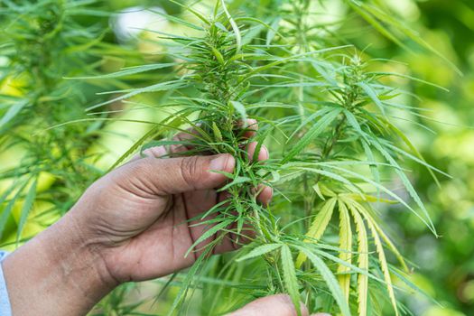 Cannabis, marijuana and Cannabinoids plant, alternative herb medical concept.