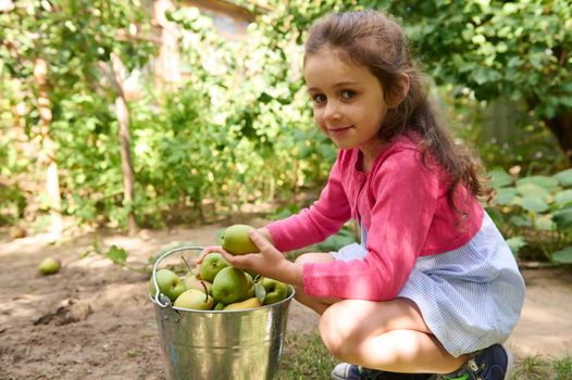 Adorable child girl stacking fresh pears in a metal bucket in eco field, smiling looking at camera