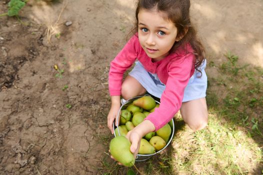 View from above of a cute little girl looking at camera while stacking fresh harvest of ripe pears