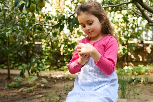 Beautiful lovely little child girl holding a fresh ripe pear in an eco orchard