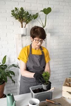 Spring houseplant care, repotting houseplants. Waking up indoor plants for spring. Middle aged woman is transplanting plant into new pot at home. Gardener transplant plant