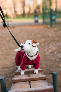 Jack russell terrier dog trainings outdoors in city park zone dog walking area background - pet lifestyle concept