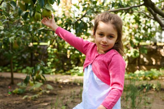 Lovely child girl posing at camera while picking fresh ripe pears in eco garden