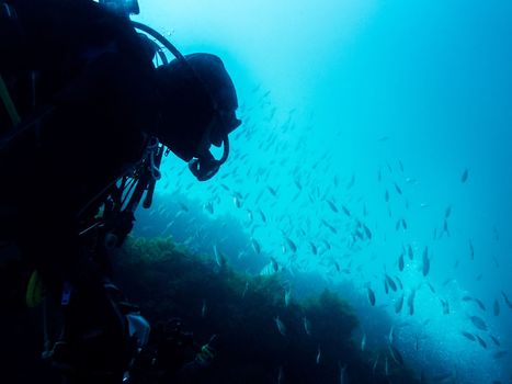 person diving looking at a school of fishes
