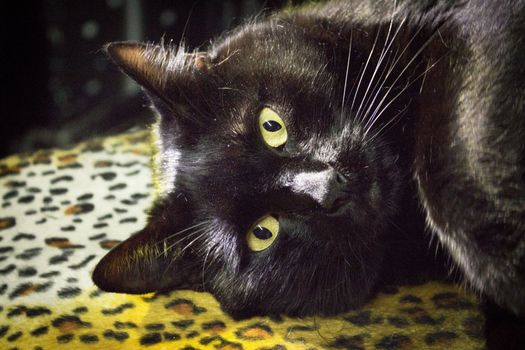 Portrait of black cat with greenish eyes