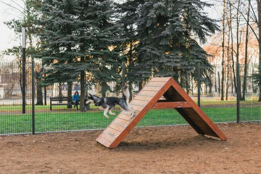 Siberian husky dog jumping and training on pet playground