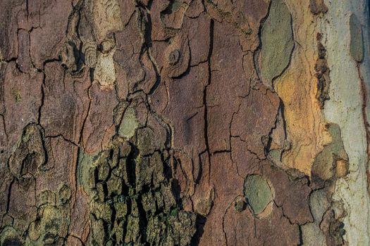 Beautiful detail and texture from big tree. Suitable for making background images