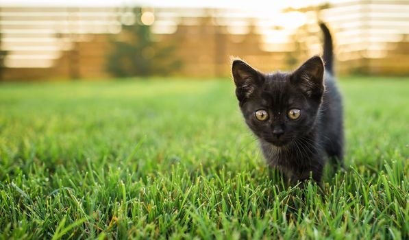 Black curiously kitten outdoors in the grass summer copy space - pet and domestic cat concept. Copy space and place for advertising