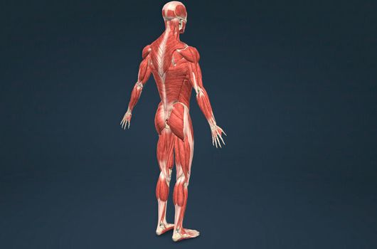Male human muscular system anatomy