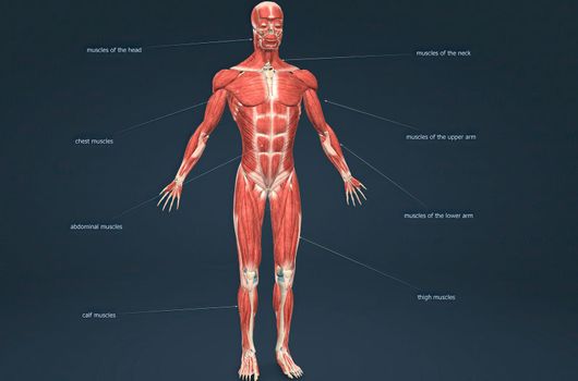 Male human muscular system anatomy