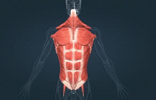 Male Trunk muscles are the muscles that cover the trunk