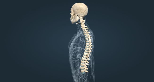 The male spinal column extends from the skull to the pelvis and is made up of 33 individual bones termed vertebrae.