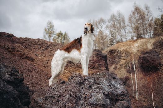 A red hound dog on the edge of the volcano looks forward