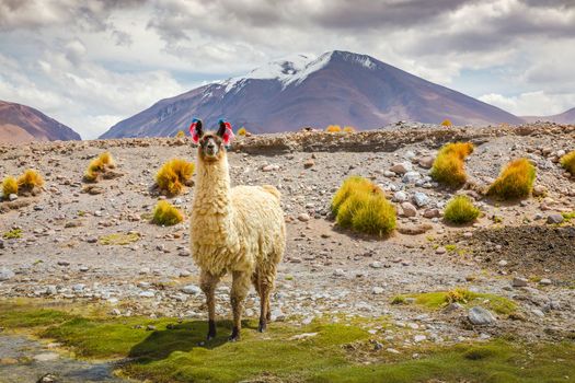 LLama alpaca in Bolivia altiplano near Chilean atacama border, South America