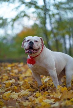 dog in autumn park. Funny happy cute dog breed american bulldog runs smiling in the fallen leaves. Orange golden autumn concept.