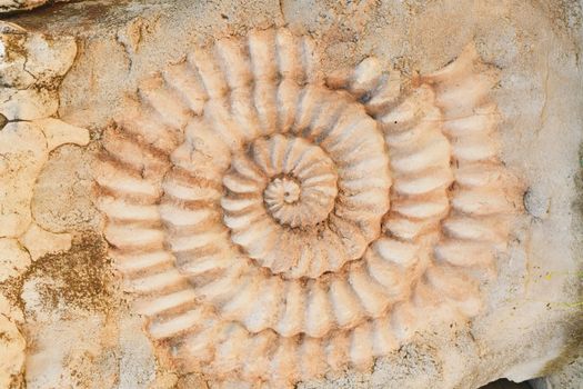 Ammonite prehistoric fossil on the surface of the stone