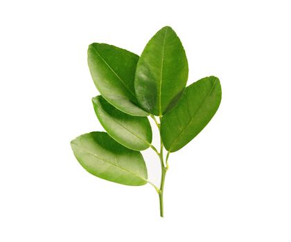 Fresh lemon green leaf isolated on white background with clipping path.
