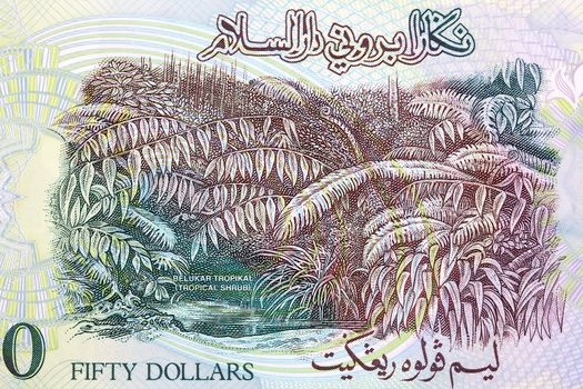 Tropical Shrub from Brunei money 