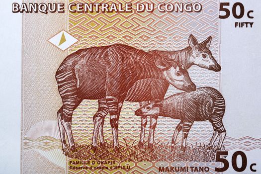 Okapis at Epulu Okapi Reserve from Congolese money