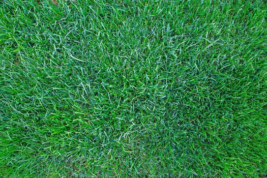 trimmed flat grass on the lawn in the yard