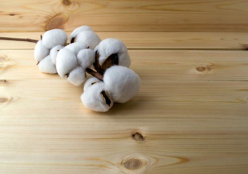 A branch of cotton on a wooden table. 