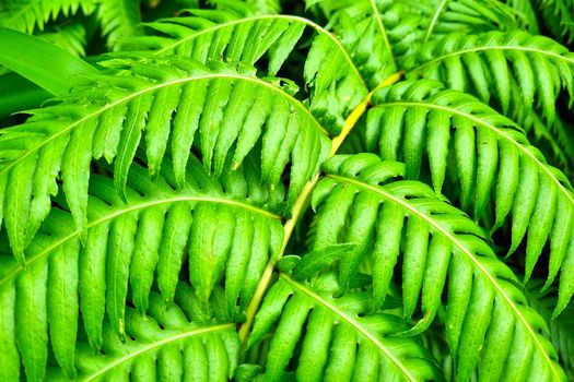 Texture of green tropical plants. The backdrop of a tropical garden or park.