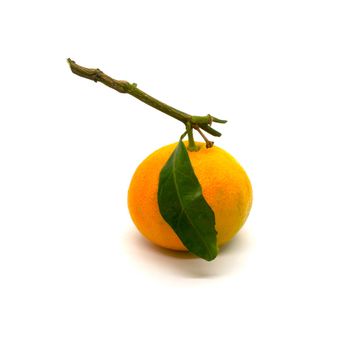 Tangerine with leaves close-up.