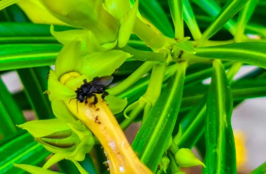 Small black bee on yellow flower in Playa del Carmen Mexico.