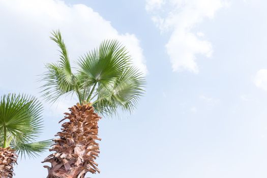 Egypt Palm tree against the blue sky