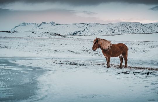 Stunning landscape and horse. Iceland