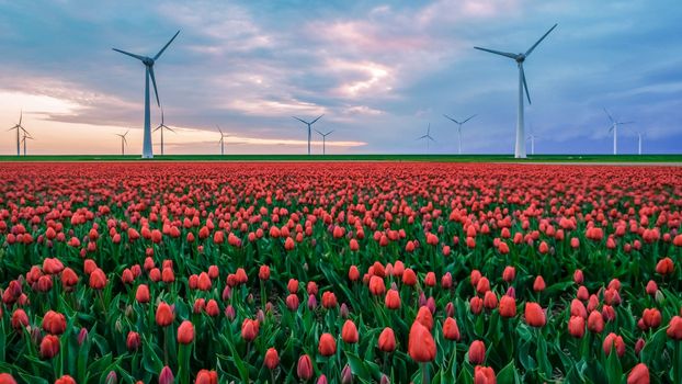 Windmill turbines with a blue sky and colorful tulip fields in Flevoland Netherlands