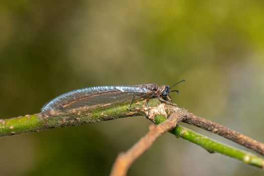 Image of myrmeleon formicarius perched on a branch on nature background. Antlion. Insect.