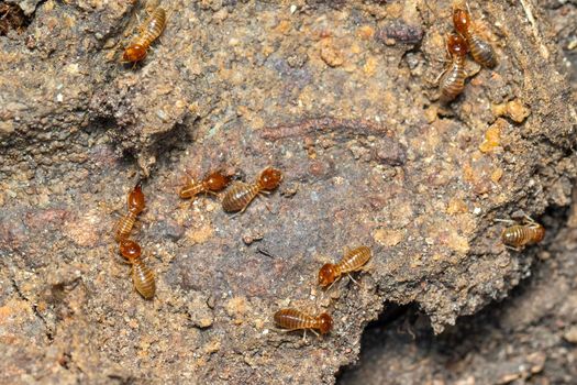 Image of termites are on the ground. Insect. Animal.