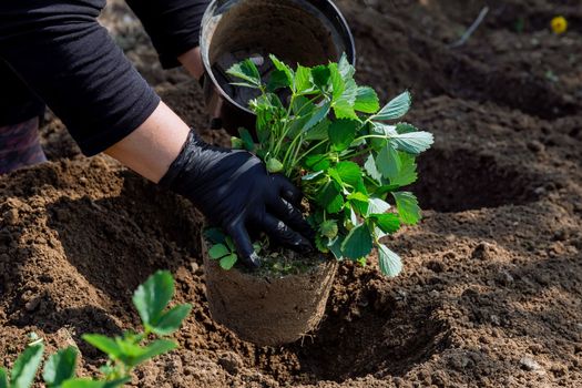 A woman plants a strawberry bush in the ground.
