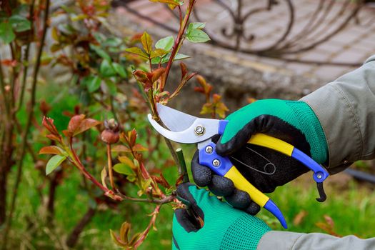 Pruning a rose with garden shears. The farmer works in the garden.